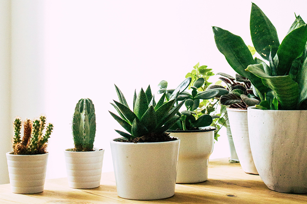 Adult Therapy Collegeville PA | coeo Therapy