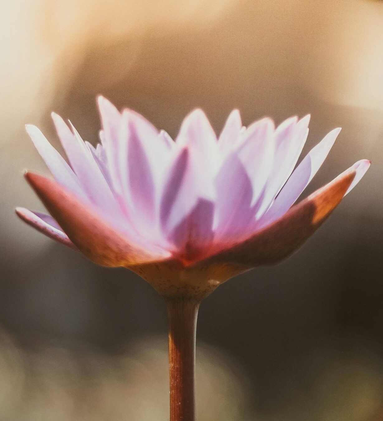 Couples Therapist Near Me | coeo Therapy | Collegeville PA